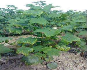 如何管理能防治棉花后期早衰？