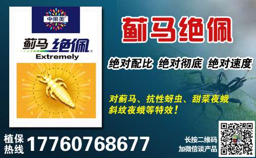 西瓜蓟马的危害、产生规律及综合防治技术