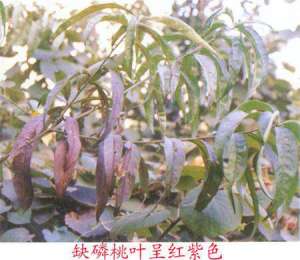 桃树缺磷是怎么样的？要怎么防治
