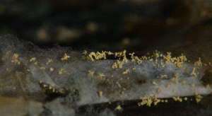 灵芝种植：灵芝怎么防治链孢霉？