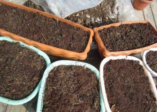 松针发酵自制花肥步骤 松针发酵自制花肥步骤