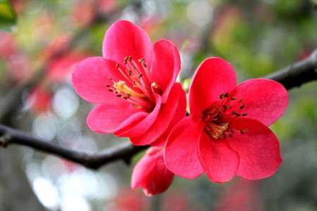 梅花 梅花