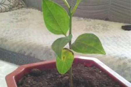 平安树 平安树