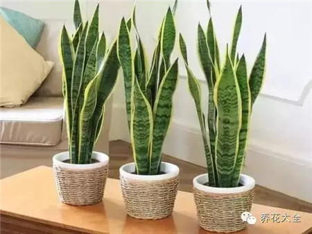 虎皮兰 虎皮兰