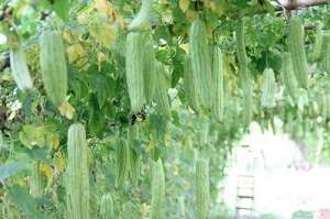 露地苦瓜田间种植管理技术
