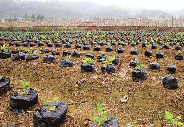 中药材种植技术
