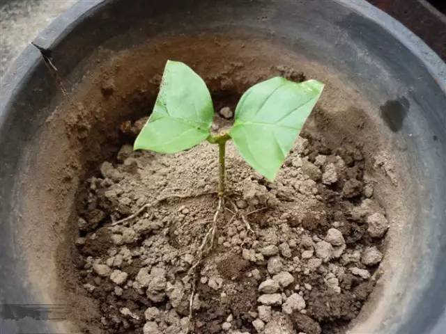 茉莉像她这么养，想开几次开几次！