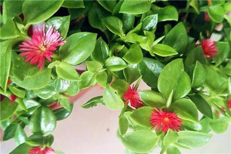 牡丹吊兰 牡丹吊兰