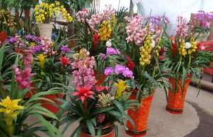 山西太原：花市备战新年 花卉价格略涨