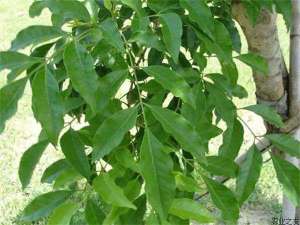 白蜡种植的容器育苗的施肥技巧