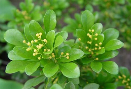 哪些花儿适合室内摆放:米兰 哪些花儿适合室内摆放:米兰