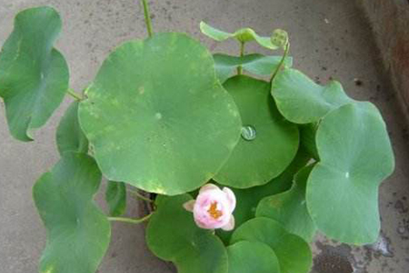 水荷花 水荷花