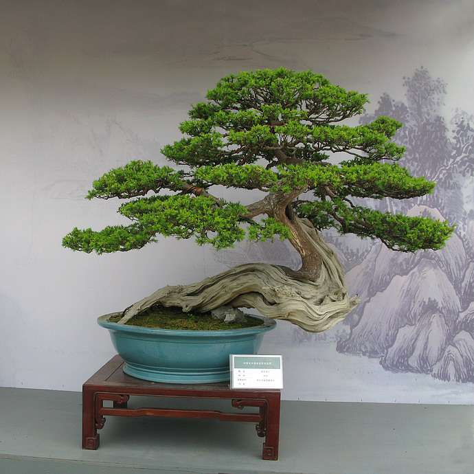 苏派盆景 苏派盆景