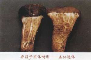 怎样避免香菇产生畸形