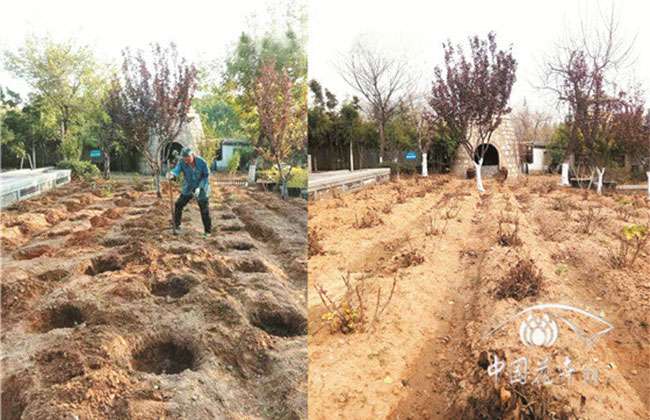 牡丹分株栽植及修剪方法2.jpg