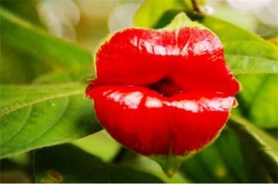 世界上最妖孽花的花语,嘴唇花形如红唇花语亲吻我