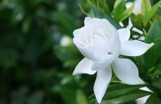 栀子花种子什么时候发芽？