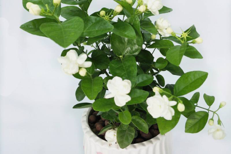 茉莉花 茉莉花
