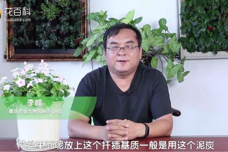 长春花 长春花