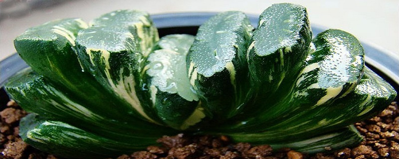 多肉植物玉扇怎么养 多肉植物玉扇怎么养