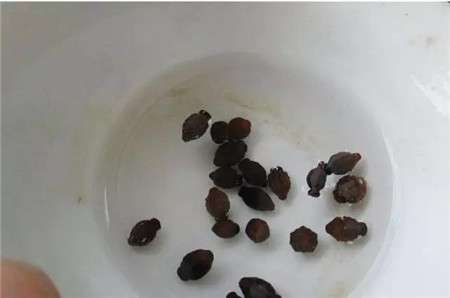 清水中浸泡 清水中浸泡