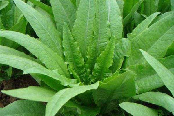 冬季大棚油麦菜种植的管理