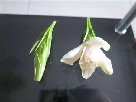 掉苞怎么办 掉苞怎么办