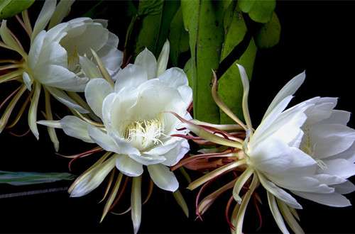 昙花 昙花