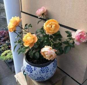 盆栽月季冬天养护要点