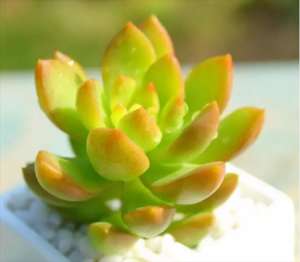 五颜六色多肉种类盘点——黄色系多肉植物