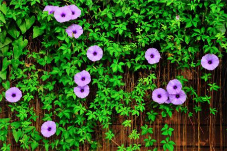 牵牛花 牵牛花