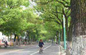 香樟树夏季病虫害怎么治？香樟树夏季养殖方法