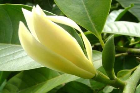 白兰花 白兰花