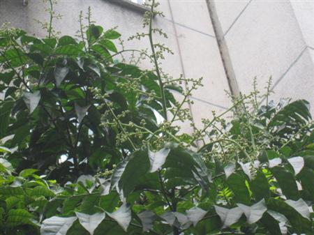 如何解决鸡心黄皮开花结果少？