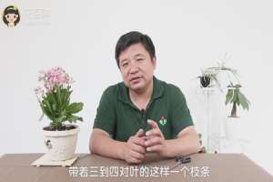 水养长寿花怎么养茂盛