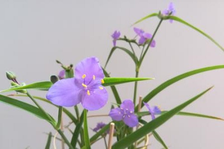 兰花 兰花