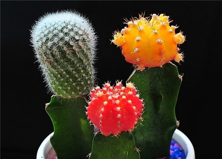 促使仙人球开花的方法 促使仙人球开花的方法