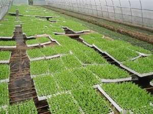 莴苣播种育苗方法