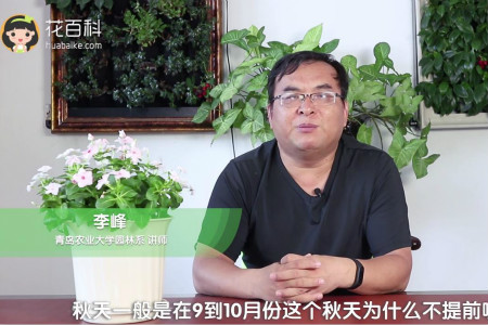 长春花 长春花
