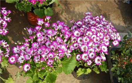 瓜叶菊什么时候开花 瓜叶菊什么时候开花