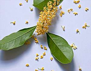 四季桂花怎么养，怎么让四季桂花开花不断