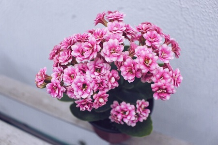 长寿花 长寿花