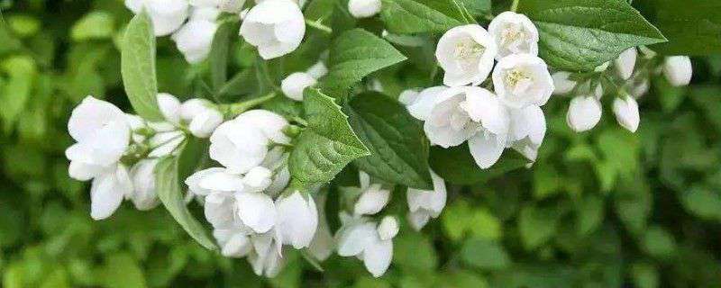 茉莉花冬天怎么养 茉莉花冬天怎么养
