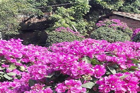 漂亮的三角梅 漂亮的三角梅