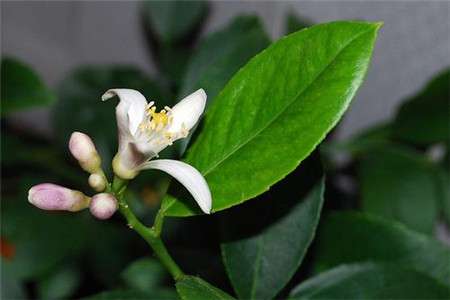 柠檬花 柠檬花