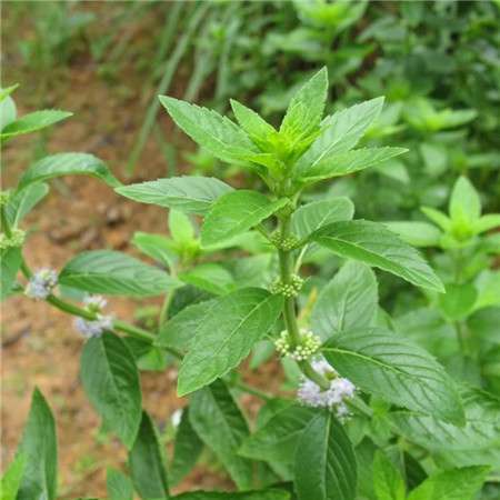 胡椒薄荷的其他繁殖方法 胡椒薄荷的其他繁殖方法