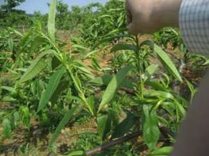 樱桃树种植：种植大樱桃树夏季要怎么管理？