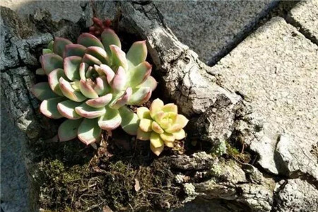烂木桩养花 烂木桩养花