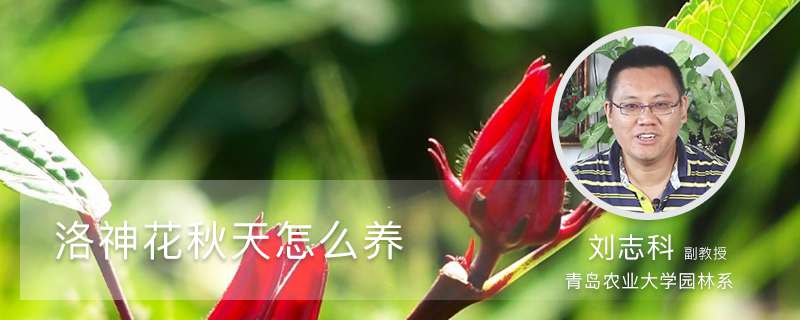 洛神花秋天怎么养 洛神花秋天怎么养