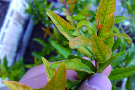 石榴花 石榴花